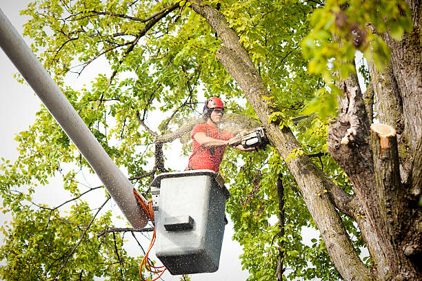 Best Tree Removal for Businesses  in USA